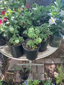 Tomato 🍅 bush plants