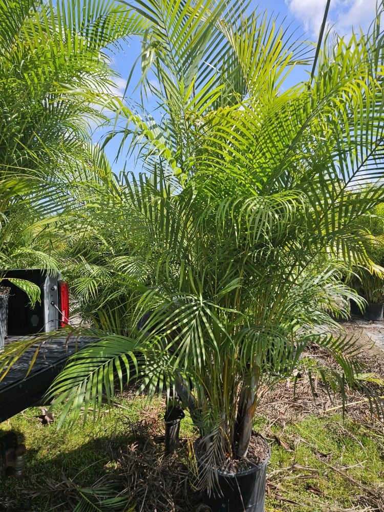 huge arecas over 8 to i feet tall Instant privacy hedge for fence