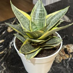 Birdnest Snake Plant