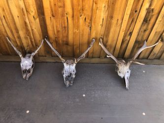 Elk Skulls