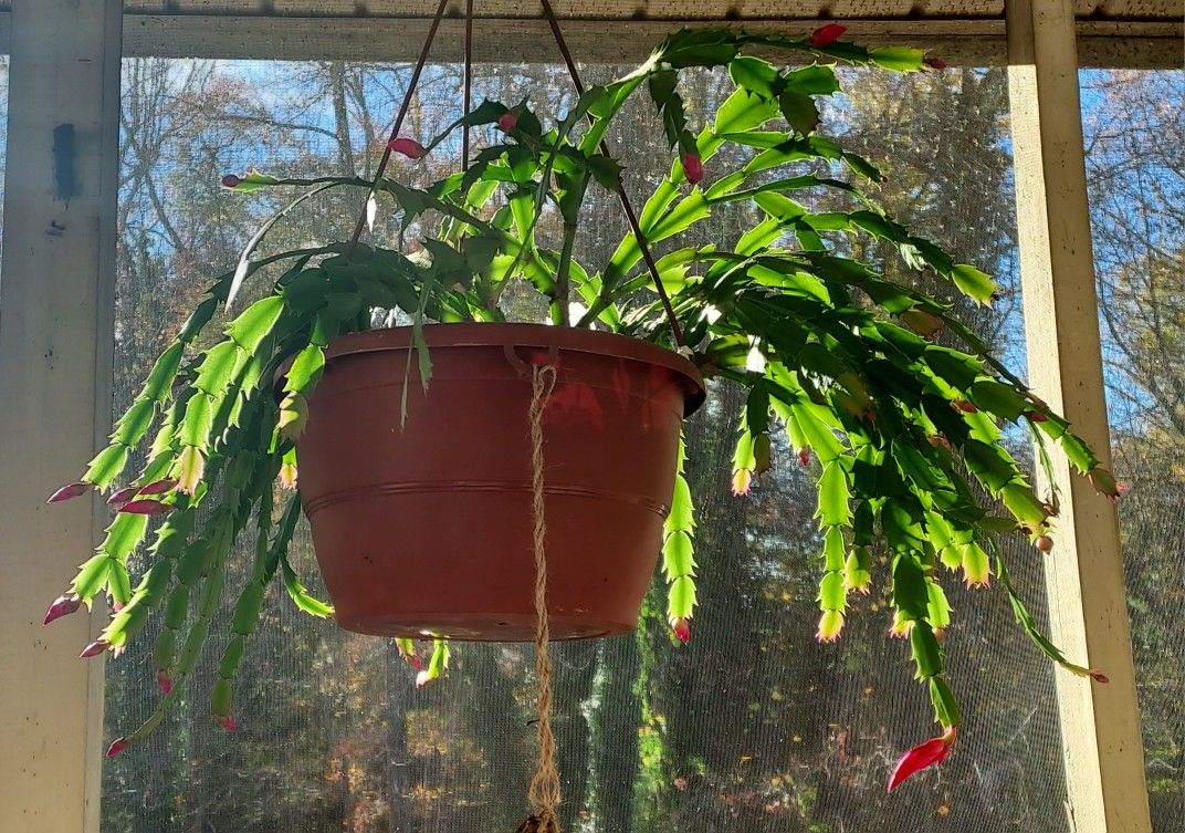 20+ Year Old Thanksgiving Cactus Unrooted Cuttings
