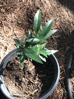 California Laurel Bay Leaf tree