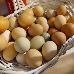 Organic Eggs 🥚😋