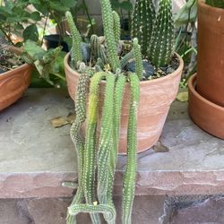 Cactus Plant