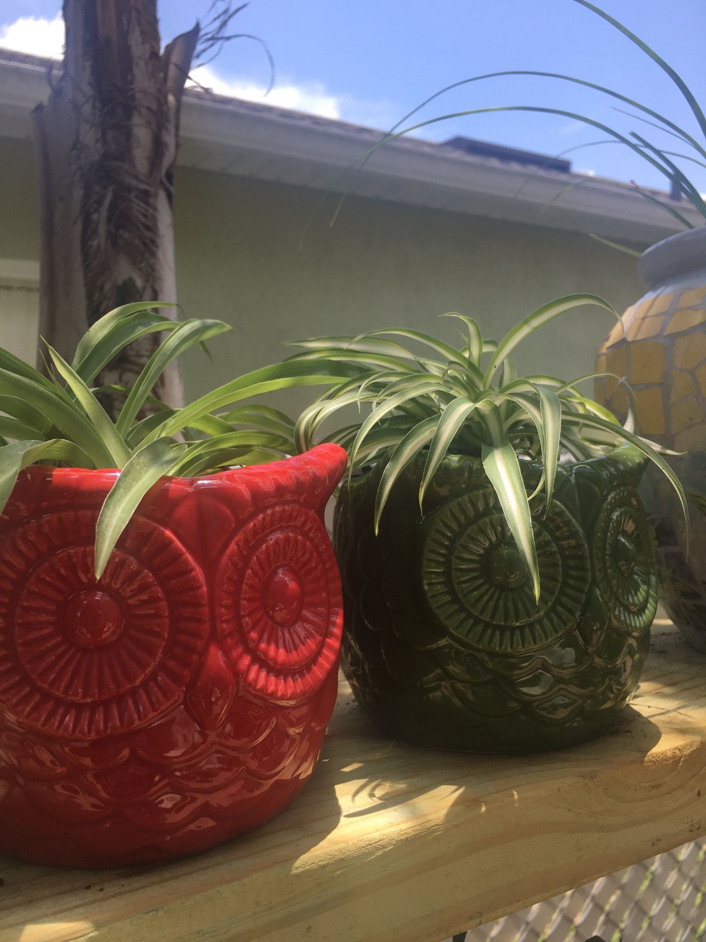 Set of Two ( Green and Striped) Spider Plants