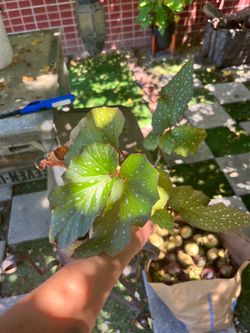 Begonia in cute pot stand