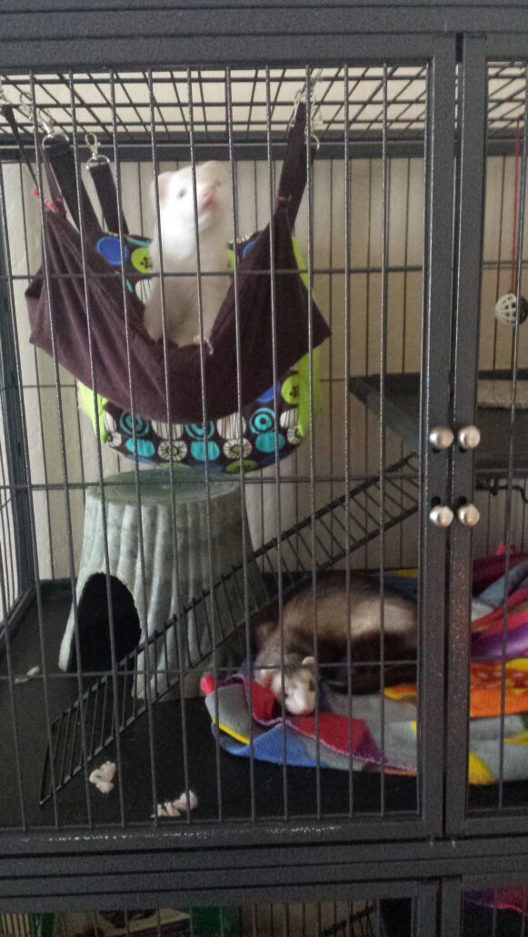 Ferrets For Sale