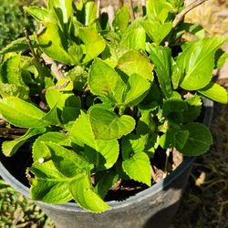 Hydrangea Plants.