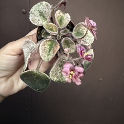 Variegated African violet In 3” Pot 