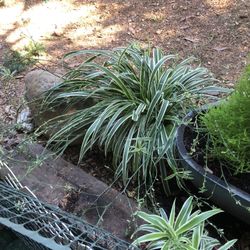 Mother Spider Plant 🪴 