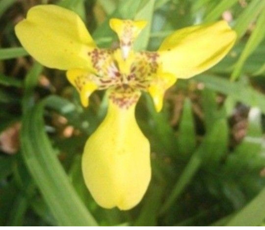 Iris Yellow Florida Landscape plant Blooms All year