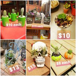 Succulents airplant arrangements