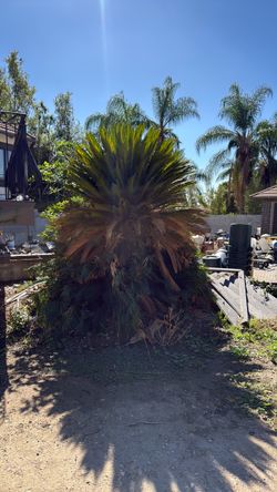 Sago palms