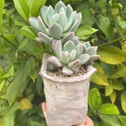 Succulent