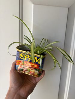 Spider Plant 🕷️ 🌱