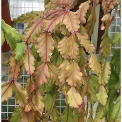 Rare Ripsalis Oblonga In 6” Pot ( First Pic Is Example )