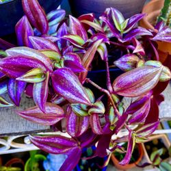 Tradescantia Sabrina Plant