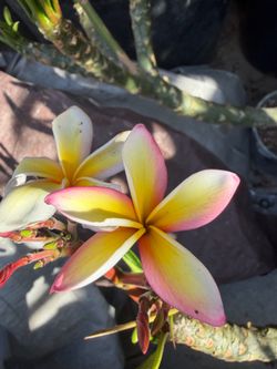 Plumeria