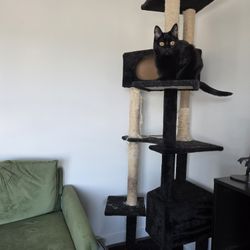 Black Cat Tree