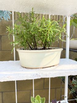 Rosemary bonsai
