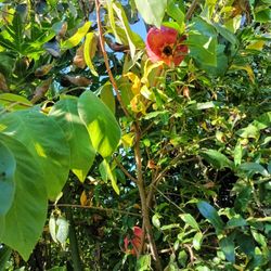 Pomegranate "Cranberry" Variety