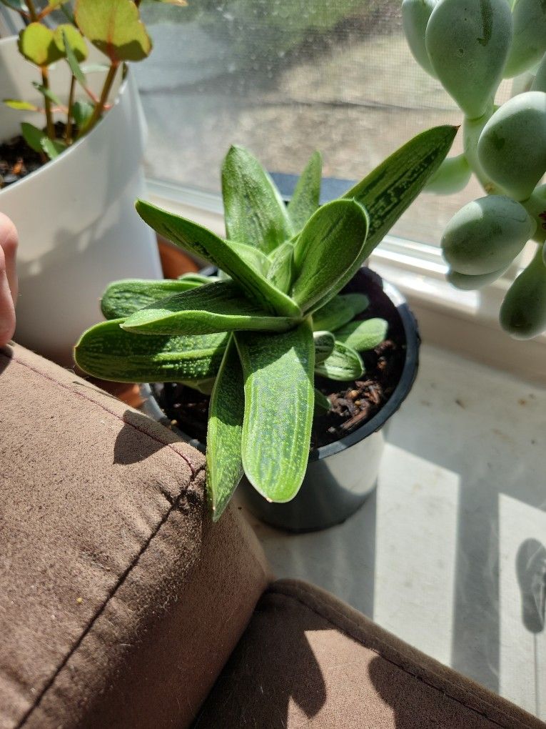 Little Warty Succulent Pups