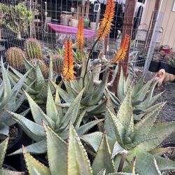 Ferrous Aloe In 15 Gallon Pots $60 Each 