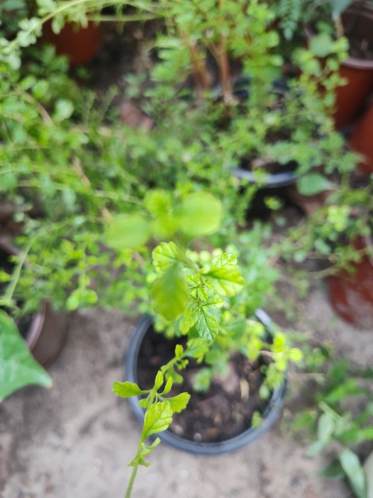 DOMINICAN OREGANO, Caribbean Thyme Plants