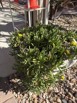 Spring Plants