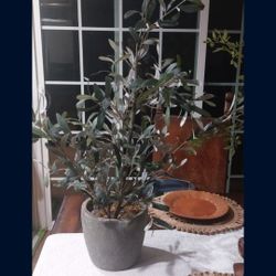 Olive Plant Pot 