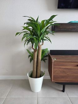 Large Dracaena Plant in White Pot