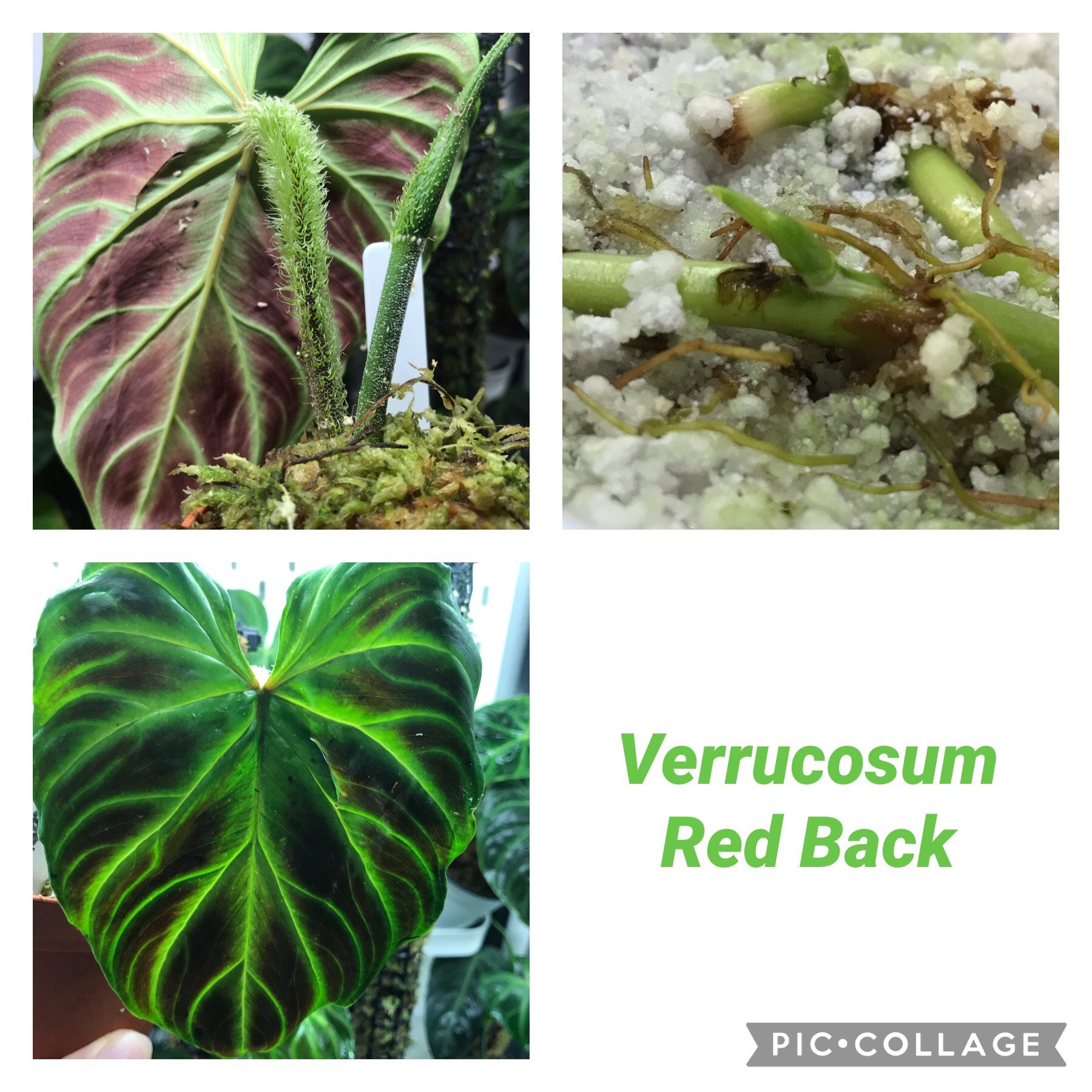 Philodendron Verrucosum Rare Node Bundle for Sale in Seattle, WA - OfferUp