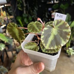 Begonia Cleopatrae 🌸 Pink Flower