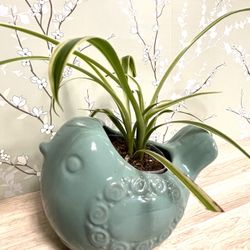 Spider House Plant In Cute Birdie Ceramic Pot 3.5"H.