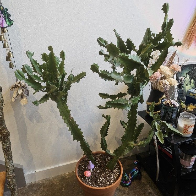 Huge Candelabra Cactus (Euphorbia Trigona, Large Mature Plant)