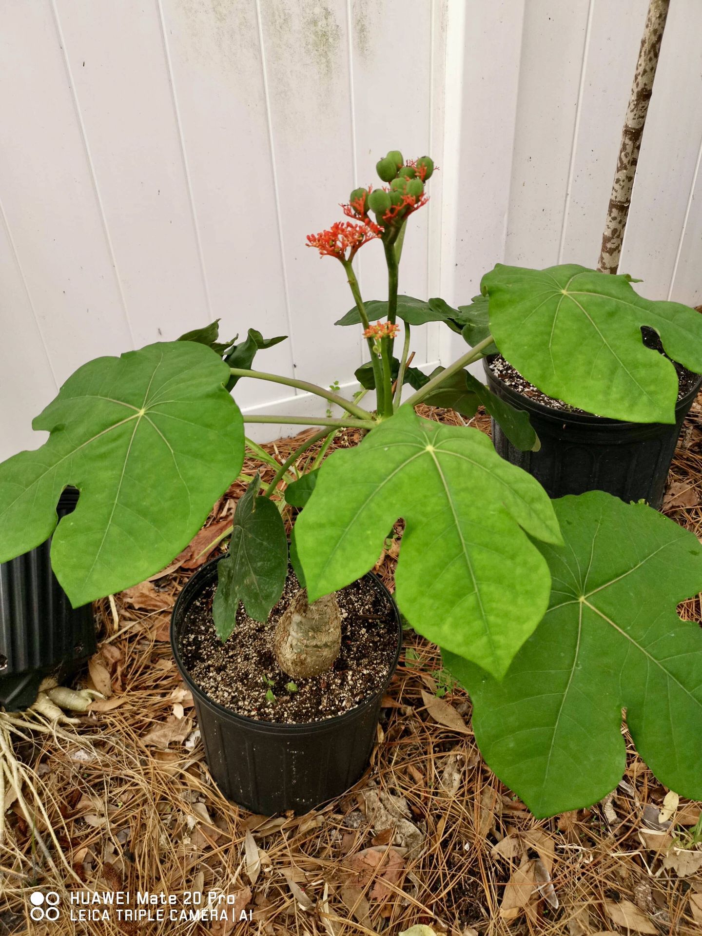 Jatropha Podagrica,Buddha belly plant