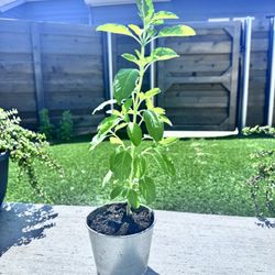 Holy Basil / Tulsi Plant In A Pot. No Repotting Needed
