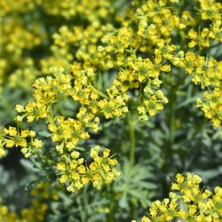 Plantas De Ruda 😃🌿🌿