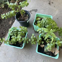 JADE PLANTS ABUNDANCE PLANTS ELEFANT FOOD PLANTS MILLONARIA PLANTA HERMOSA GRANDE 