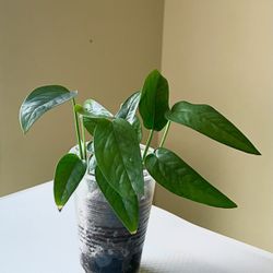 Cebu Blue Pothos