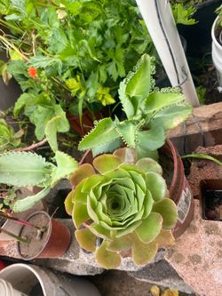 Kalanchoe