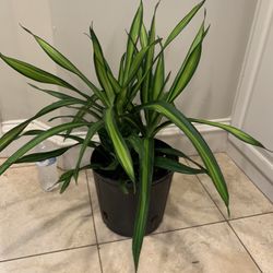 Dracaena Rikki Plant 