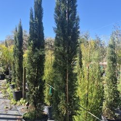 Italian cypress trees, ten foot tall, delivered anywhere in florida