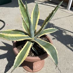 Agave Americana Variegated
