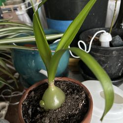 Pregnant Onion With Baby 