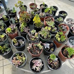 $3 to $5  1 Gallon Succulent Plants