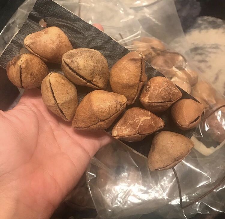Hueseras/Chachayotes/Ayoyotes