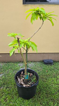 P-22 Mango tree