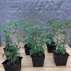 Ruda Rue Herb Live Plant Organic Planta - 4 inch pot