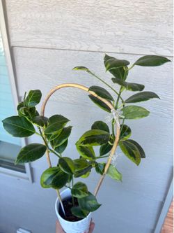 Hoya Obscura  Albo